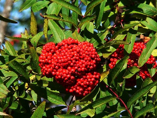 {Sorbus americana}